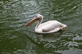* Nomination Pelican (Pelecanidae). Jurong Bird Park. Jurong, West Region, Singapore. --Halavar 14:09, 25 February 2017 (UTC) * Promotion Good quality. --Olivier LPB 14:54, 25 February 2017 (UTC)