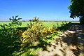 Drents landschap nabij Gees