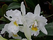 Cattleya Queen Sirikit 'Diamond Crown'