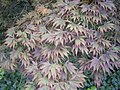 Acer palmatum 'Elegans'