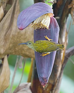 Streaked spiderhunter, by JJ Harrison