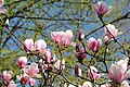 "Magnolia Grove", part of Schöntal Park in en:Aschaffenburg, Bavaria, Germany, in spring 2019