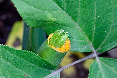 茎を切ると黄色い汁が出て、そこから新しい葉芽が出現する。