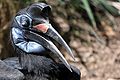 The species has long eyelashes as seen on this female identified by a blue throat pouch.