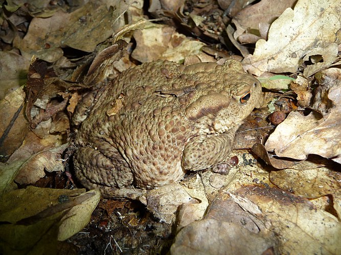 Жаба серая (Bufo bufo). Украина. Пример превосходного камуфляжа на фоне опавших листьев