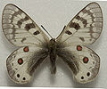 Parnassius cardinal