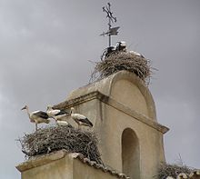 Ocho aves grandes, blancu y negru, en tres nidos nel techu d'un edificiu.