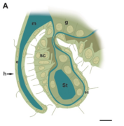 Diagram of a longitudinal section through a Sciphozoan medusa rhopalium.png