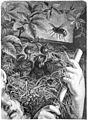 Die Gartenlaube (1880) b 321.jpg Der erste Schreck. Originalzeichnung von Emil Schmidt (S)