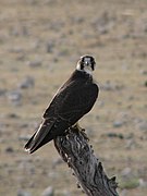 Viduržeminis sakalas (Falco biarmicus)