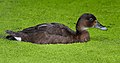 اردک سرسخت Aythya australis