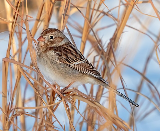 Field sparrow in Central Park
