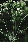 Galium glaucum