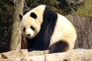 Panda.