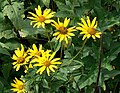 Sawtooth Sunflower (Helianthus grosserratus)