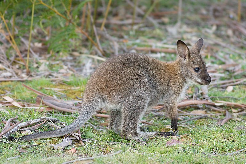 Bennett's Wallaby Juvenile