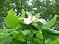 Magnolia macrophylla var. ashei (syn. Magnolia ashei)