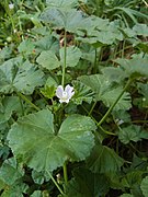 Malva neglecta, 2022-07-07, Beechview, 06.jpg