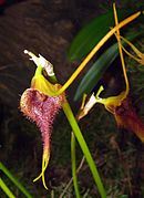 Masdevallia bennettii