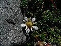 Saxifraga tolmiei