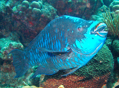 紫鸚嘴魚（Scarus coelestinus）