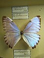 Morpho (Cytheritis) portis