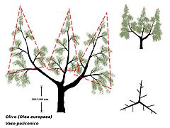 Godet polyconique.