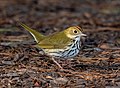 Image 78Ovenbird in Prospect Park