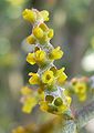 Květenství Phoradendron californicum