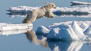 Medvěd lední (Ursus maritimus) po nezdařeném lovu tuleně vousatého přeskakuje kry v oblasti Špicberk