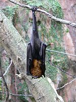 I pipistrelli della frutta sono i serbatoi naturali del virus Nipah