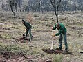 Travaux de reboisement par les APFM pour fixer le sol après incendie en Forêt Domaniale de la colle du Rouet, 2005.