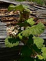 Ribes viscosissimum