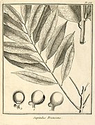 Sapindus frutescens Aublet 1775 pl 138.jpg