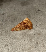 Sideways Pizza Slice on Pavement.png