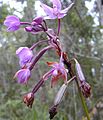 Spathoglottis plicata flowers and fruits at various stages of development