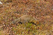 Suslik ártico (Spermophilus parryii).