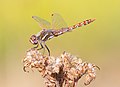 Sympetrum corruptum (cat.)