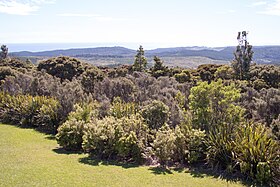 Image illustrative de l’article Forêt de Waipoua