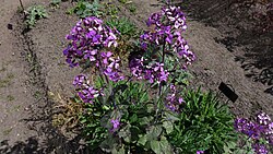 Aed-kuukress Lunaria annua