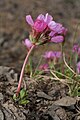 Douglasia laevigata