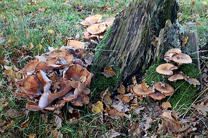 Onbekende paddenstoel in de Kampina (1 november)