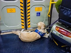 Assistance dog with scooter user Queensland Rail EMU Eagle Junction Railway Station P1010204.jpg