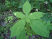 klein springzaad (Impatiens parviflora)