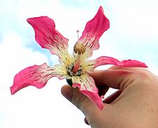 Flor de Ceiba speciosa.