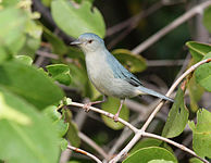 Bicolored conebill