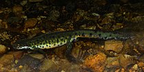 Black-spotted Newt (Notophthalmus meridionalis), Santa Ana NWR, Hidalgo Co, Texas (14 April 2016).