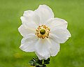   Bloem van Anemone 'Honorine Jobert'.