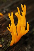 Calocera viscosa (Dacrymycetes)