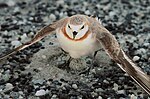 Thumbnail for File:Chestnutbandedplover.jpg